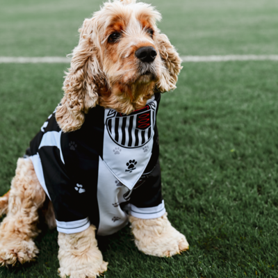 Dog Bandana to Match the Home Jersey