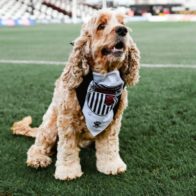 Dog Bandana to Match the Home Jersey